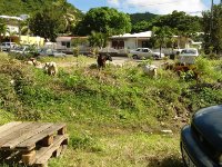 You never know what you&#39;re going to see on the road! Not only do you have to watch out for crazy motorcycle and scooter drivers but you need to watch for pedestrians, dogs, goats and chickens too! That&#39;s the main road between the French and Dutch side in the background and those are untethered goats roaming around getting a feed. I presume they belong to someone.